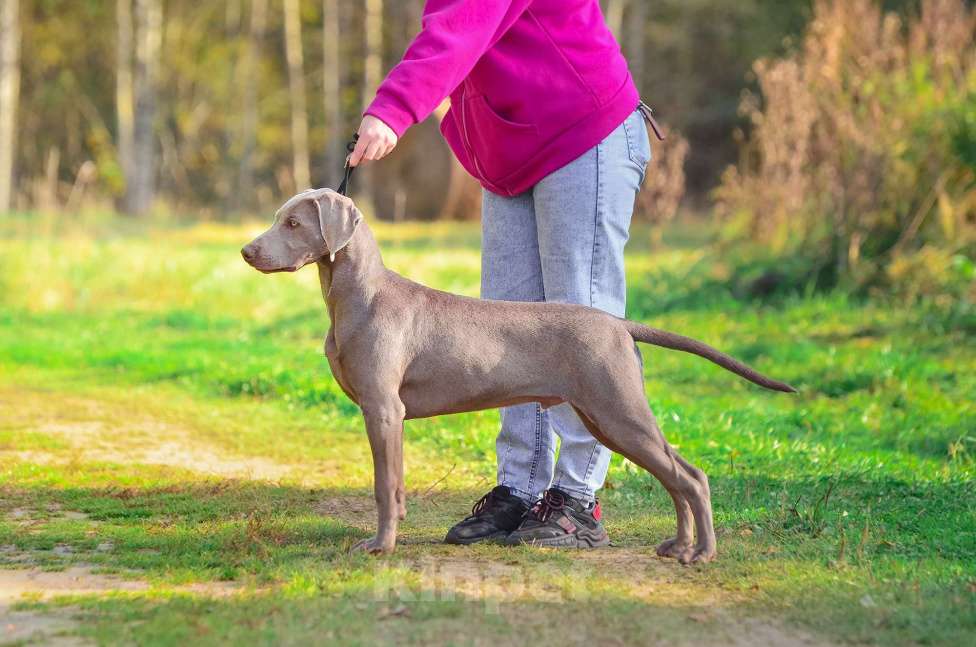 Собаки в Москве: Щенок победитель РКФ Мальчик, 130 000 руб. - фото 3