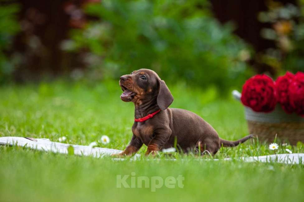 Собаки в Москве: Очаровательный щенок кроличьей таксы  Девочка, 80 000 руб. - фото 2