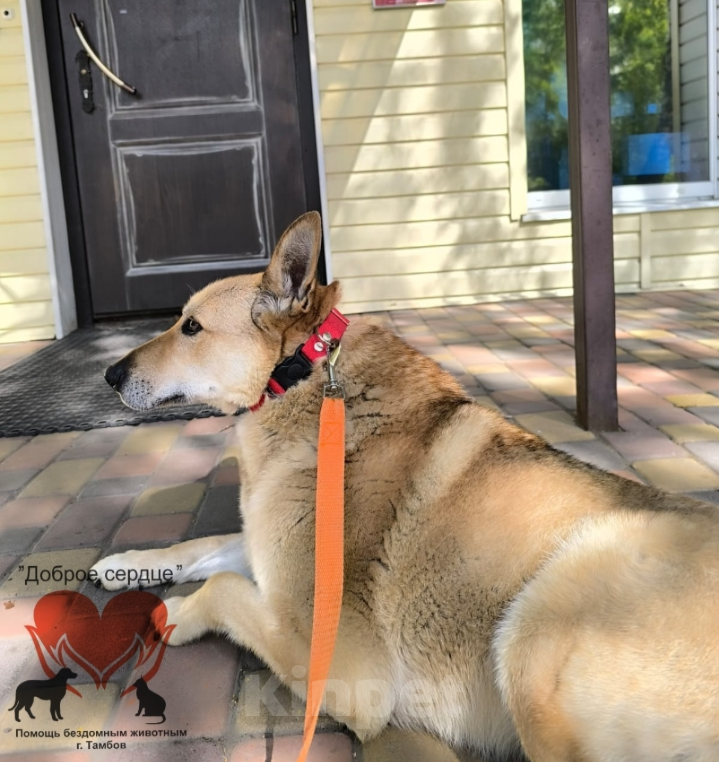Собаки в Тамбове: Август  Мальчик, Бесплатно - фото 3