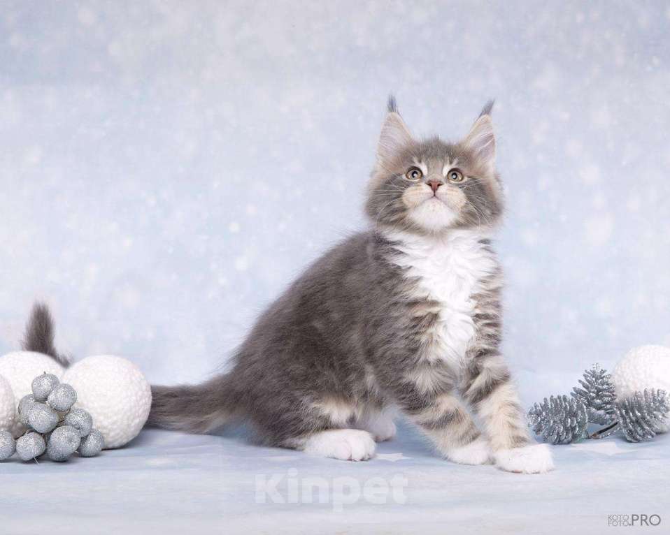 Кошки в Новосибирске: Продам кота породы Мейнкун  Мальчик, 45 000 руб. - фото 1