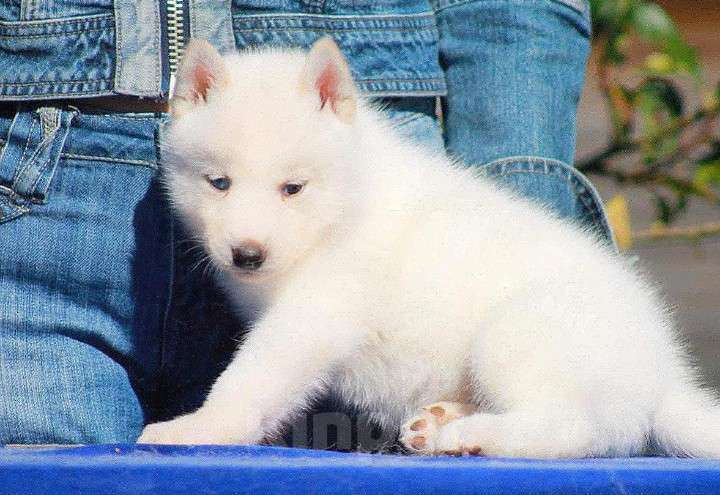 Собаки в Москве: Голубоглазая Девочка Сибирский хаски Девочка, 35 000 руб. - фото 5