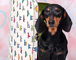 Собаки в Королеве: Потрясающий миниатюрный красавчик  .  Мальчик, 65 000 руб. - фото 7