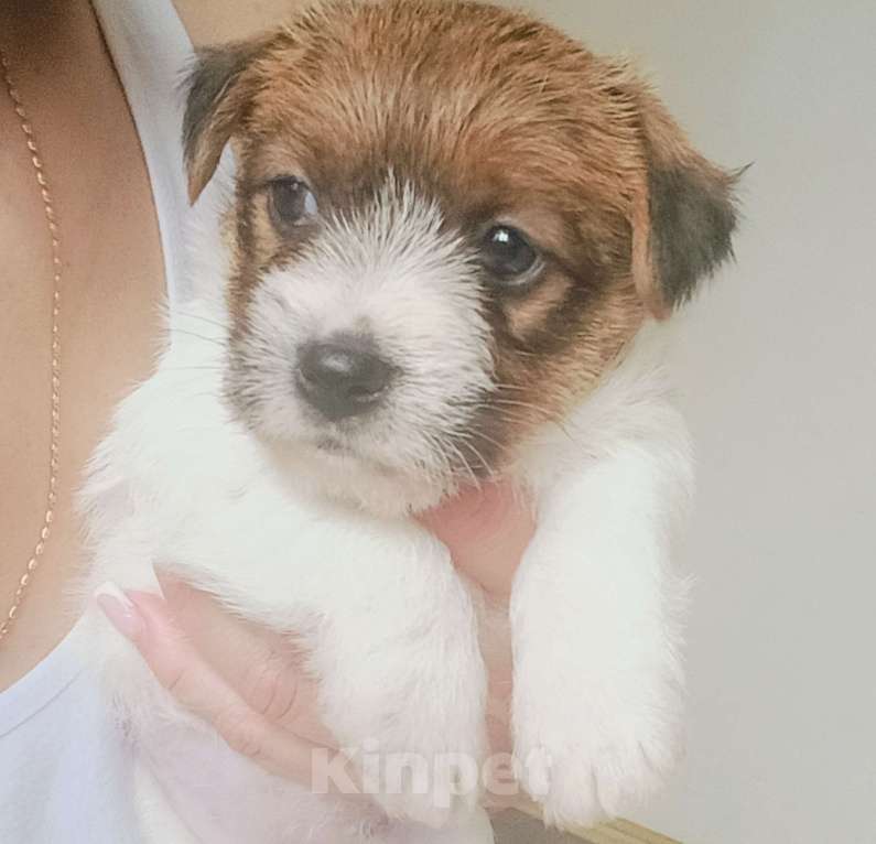 Собаки в Москве: Джек Рассел терьер Девочка, 25 000 руб. - фото 2