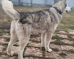 Собаки в других городах Московской области: Норд якутенок в добрые руки Мальчик, Бесплатно - фото 6