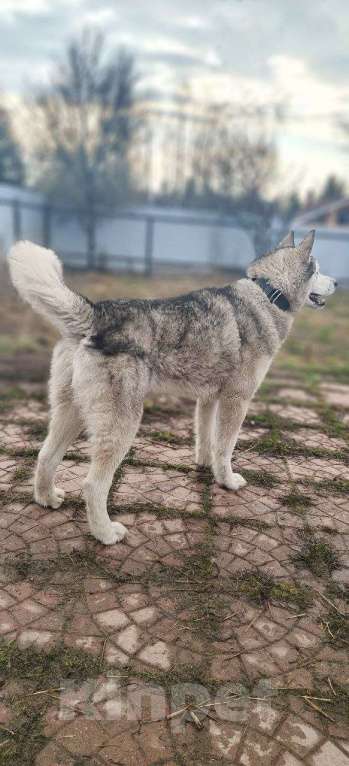 Собаки в других городах Московской области: Норд якутенок в добрые руки Мальчик, Бесплатно - фото 6