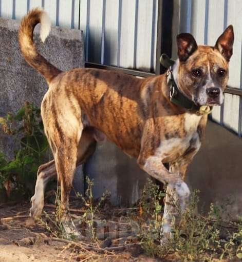Собаки в Люберцах: Очень нужен дом нежному Баксу Мальчик, Бесплатно - фото 5