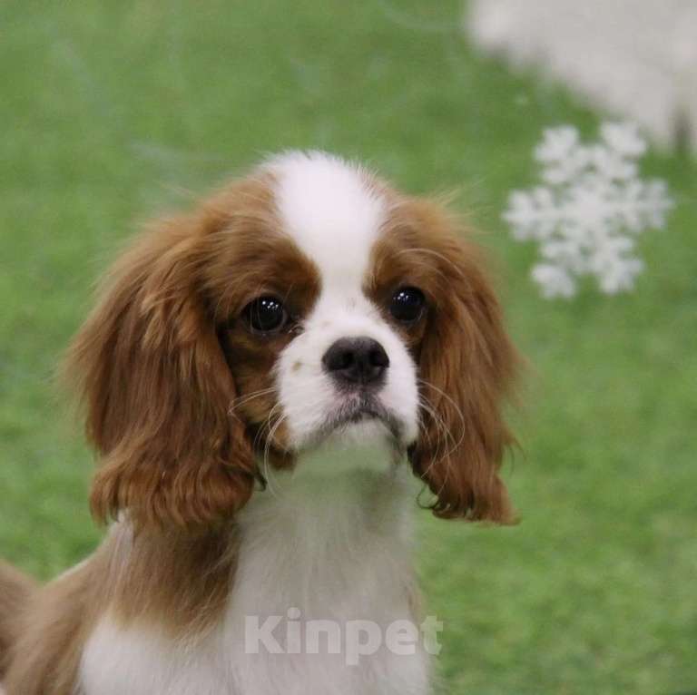 Собаки в Ростове-на-Дону: Очаровательный малыш кавалерчик Мальчик, 60 000 руб. - фото 4