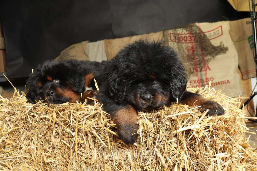 Собаки в других городах Московской области: Щенки Тибетского мастифа Разнополые, Бесплатно - фото 3