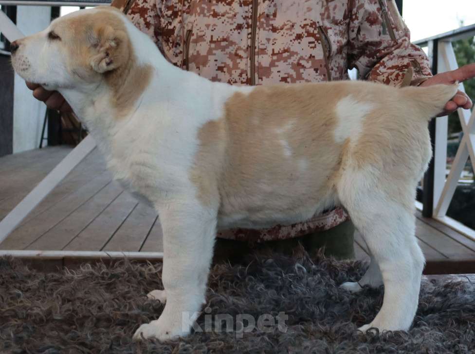 Собаки в Краснодаре: Щенок САО Мальчик, 35 000 руб. - фото 1