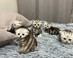 Кошки в Барнауле: Шотландские вислоухие котята Мальчик, 15 000 руб. - фото 2