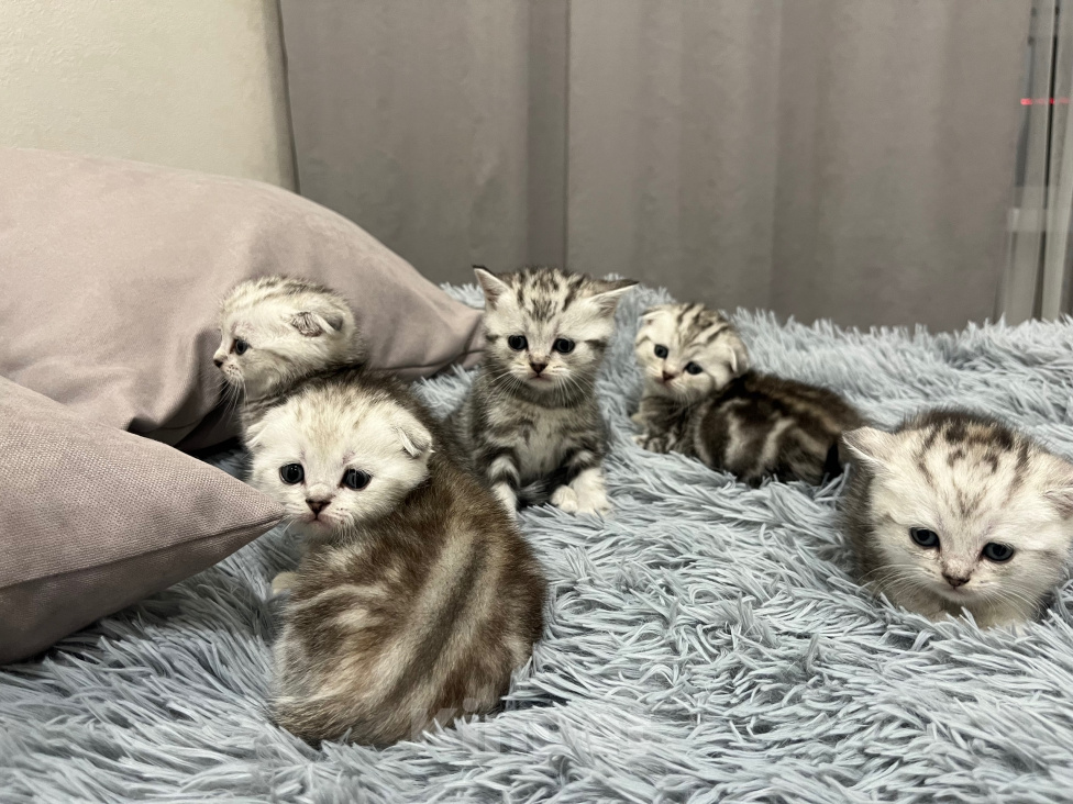 Кошки в Барнауле: Шотландские вислоухие котята Мальчик, 15 000 руб. - фото 2