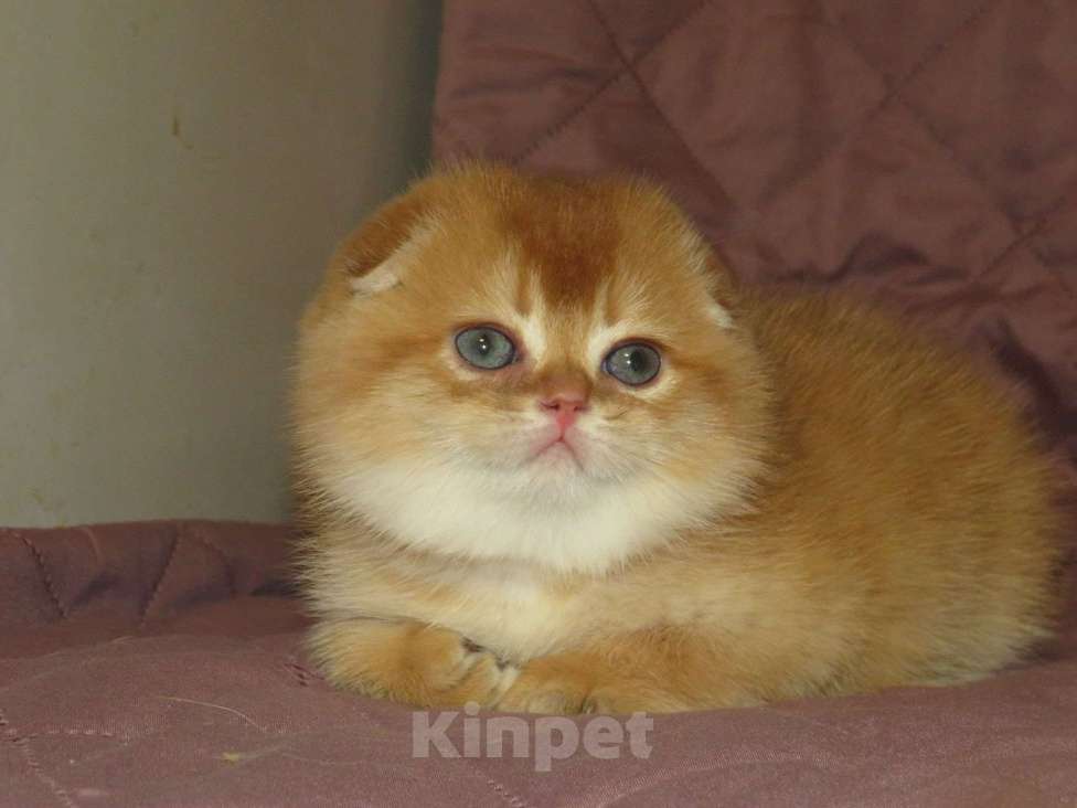 Кошки в Москве: роскошный шотландский котенок -мальчик Мальчик, 100 000 руб. - фото 1