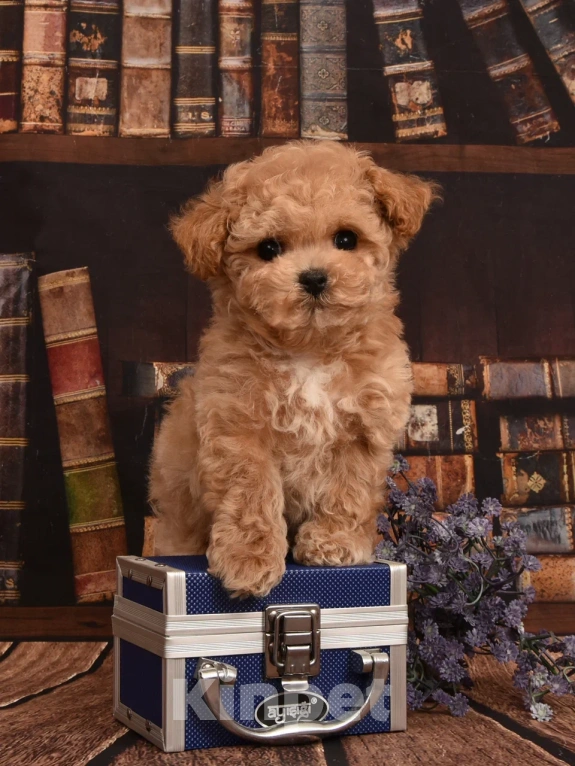 Собаки в Москве: Продается щенок Мальтипу Мальчик, Бесплатно - фото 3