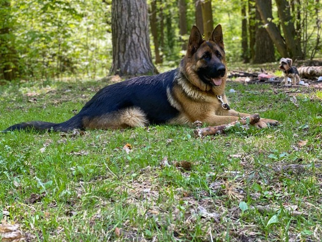 Собаки в Люберцах: Щенки немецкой овчарки. С родословной. Немецкая овчарка. Щенок. С документами. Купить. Овчарка. Мальчик, 45 000 руб. - фото 6