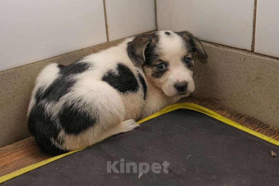 Собаки в Москве: Зита Девочка, Бесплатно - фото 2