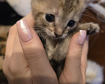Кошки в других городах Московской области: Отдам котёнка мальчик или девочка в добрые руки Мальчик, Бесплатно - фото 9
