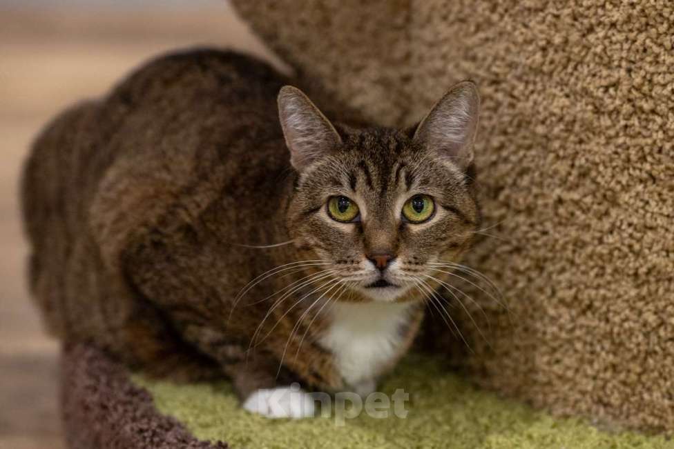 Кошки в Москве: Кошка Ройбуш в добрые руки Девочка, Бесплатно - фото 9