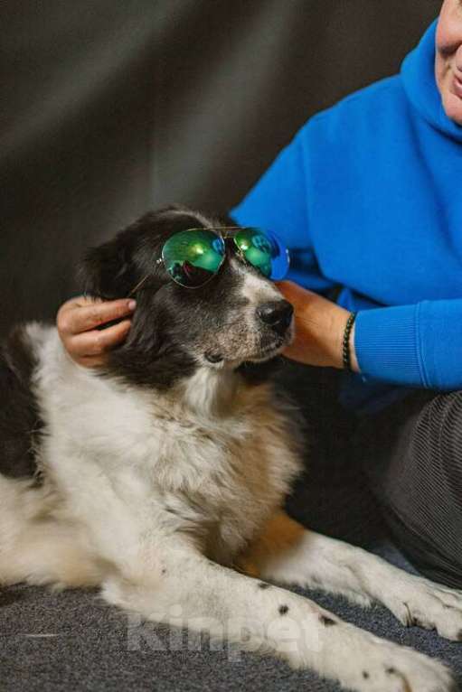 Собаки в Москве: Пушистая собака Снежа в добрые руки Девочка, Бесплатно - фото 7