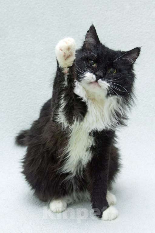 Кошки в Москве: И днем и ночью кот учёный… Мудрый кот в дар Мальчик, 1 руб. - фото 2