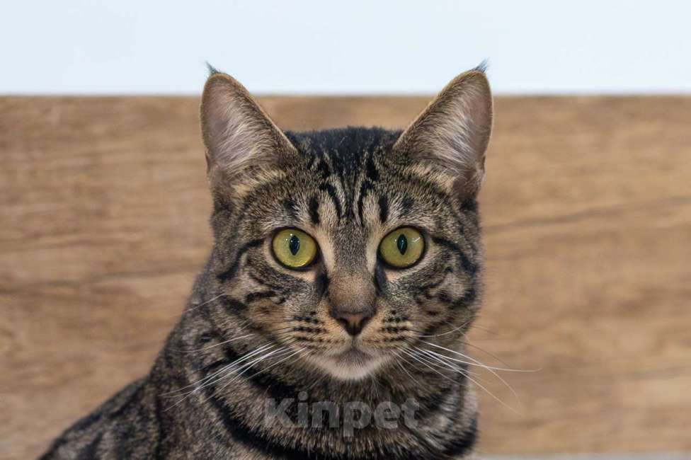 Кошки в Москве: кошечка Ариша в добрые руки Девочка, Бесплатно - фото 9