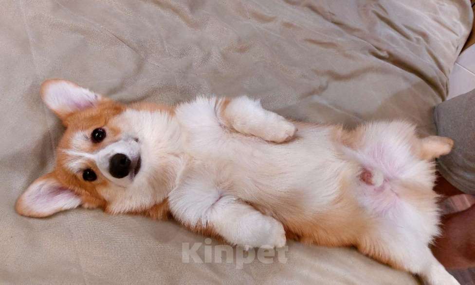 Собаки в Нововоронеже: Щенок вельш-корги пемброк с документами РКФ 5 мес. Мальчик, Бесплатно - фото 4