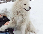 Собаки в Челябинске: Потерялся Самоед Мальчик, 5 000 руб. - фото 2