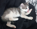 Кошки в Перми: отдаю котёнка Мальчик, Бесплатно - фото 3