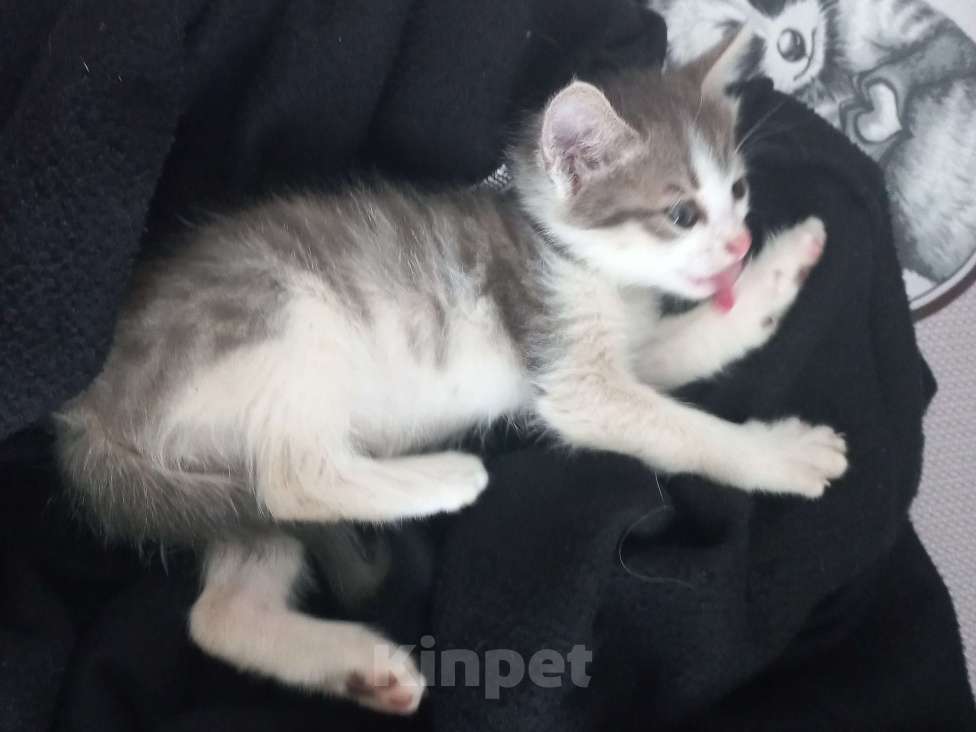 Кошки в Перми: отдаю котёнка Мальчик, Бесплатно - фото 3