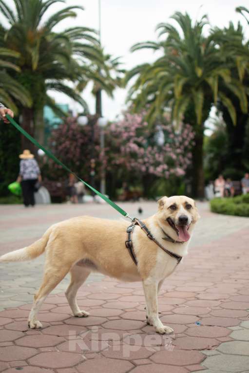 Собаки в других городах Краснодарского края: Австралийская пастушья собака по версии Яндекс в дар  Девочка, Бесплатно - фото 4