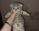 Кошки в Улане-Удэ: Британские котята в добрые руки Мальчик, 3 000 руб. - фото 1