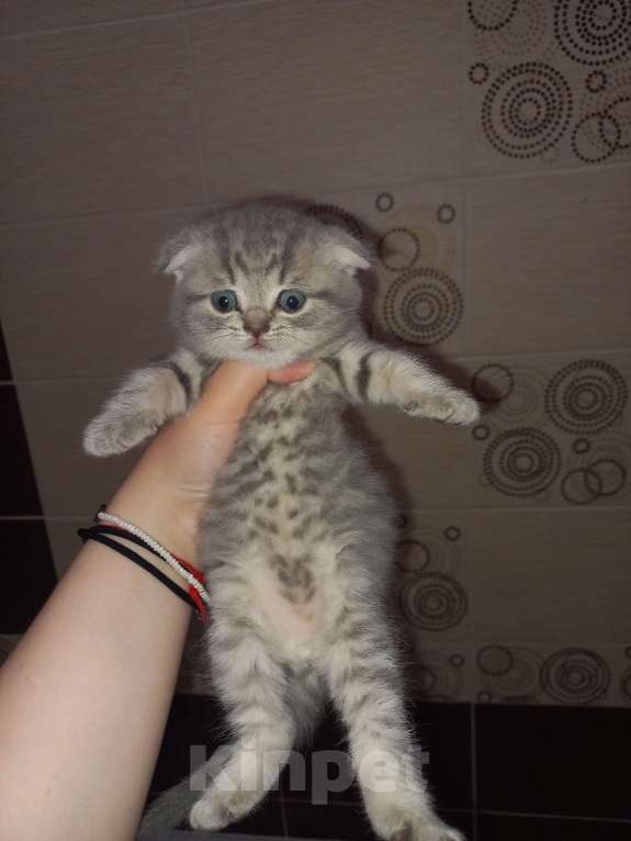 Кошки в Улане-Удэ: Британские котята в добрые руки Мальчик, 3 000 руб. - фото 1