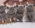 Кошки в Колпашево: Породистые котята к Новому году, 6 000 руб. - фото 1