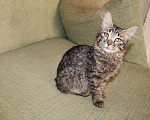 Кошки в Колпашево: Приютите красивого котенка, попавшего в беду, 100 руб. - фото 2