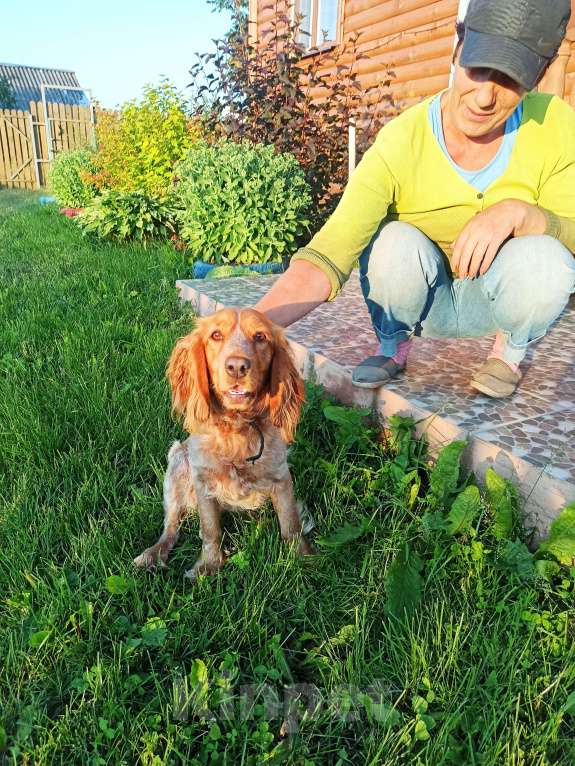 Собаки в Рудне: Найдена собака Девочка, Бесплатно - фото 2