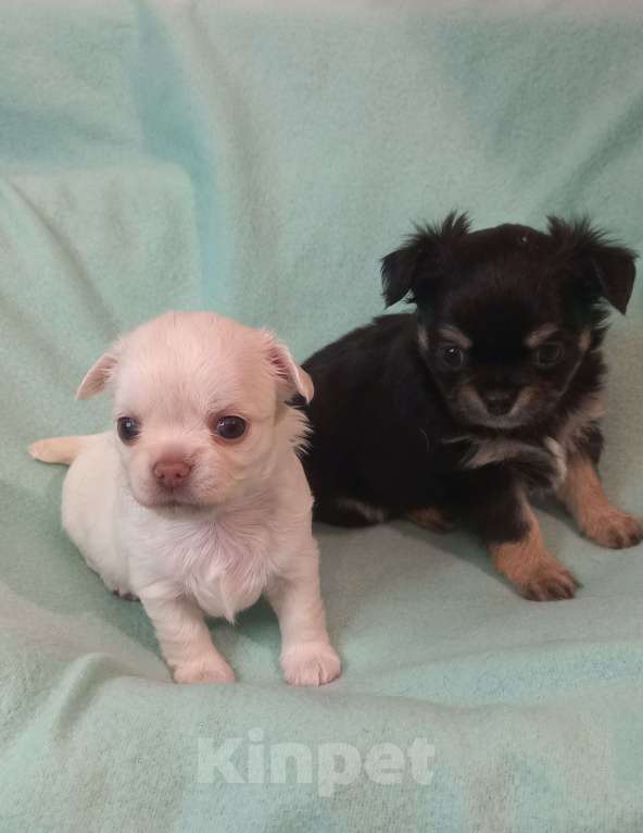 Собаки в Новосибирске: Белая принцесса чихуахуа Девочка, 50 000 руб. - фото 1