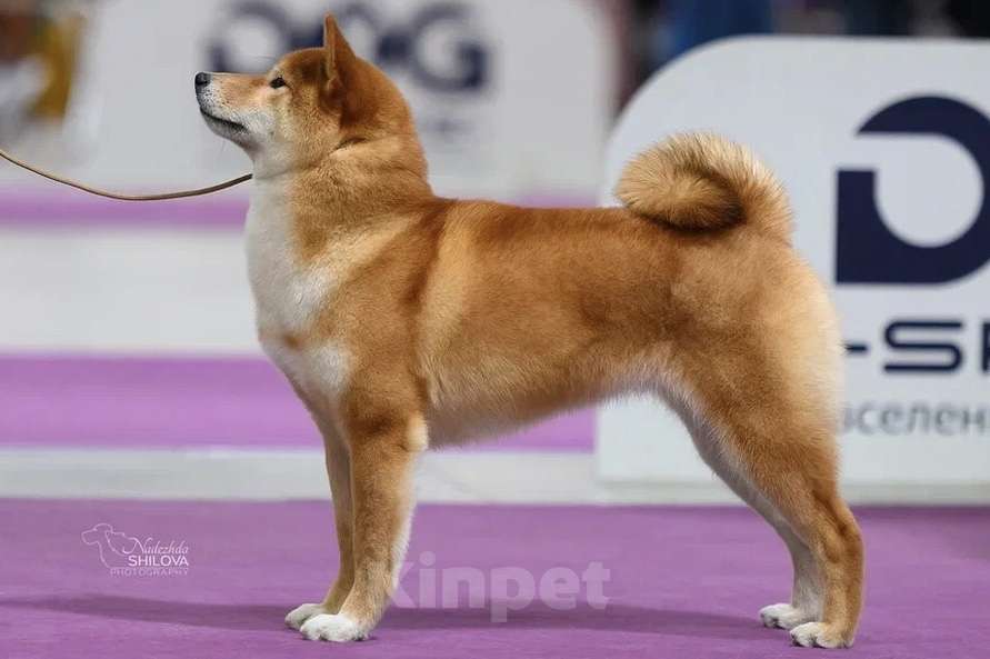 Собаки в Москве: Взрослая Сиба для новых владельцев  Девочка, 50 000 руб. - фото 3