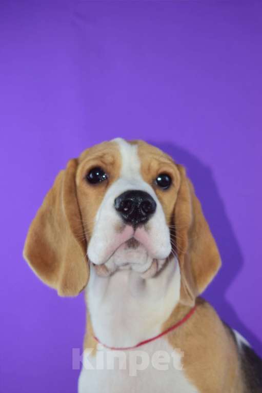 Собаки в Москве: Щенок бигля н Девочка, 65 000 руб. - фото 2