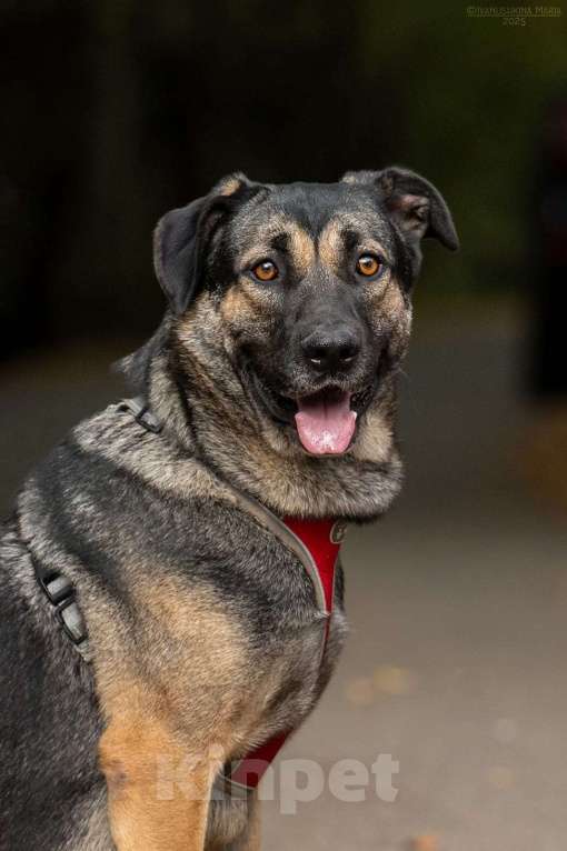 Собаки в Москве: Один ищет любящую семью  Мальчик, Бесплатно - фото 2