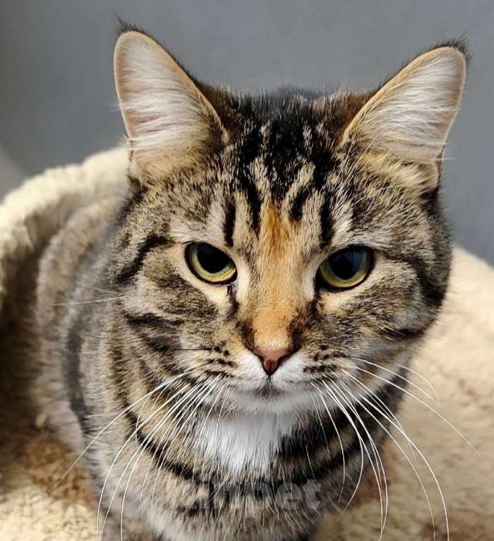 Кошки в Санкт-Петербурге: Красавица Маруся в добрые руки. Девочка, Бесплатно - фото 1