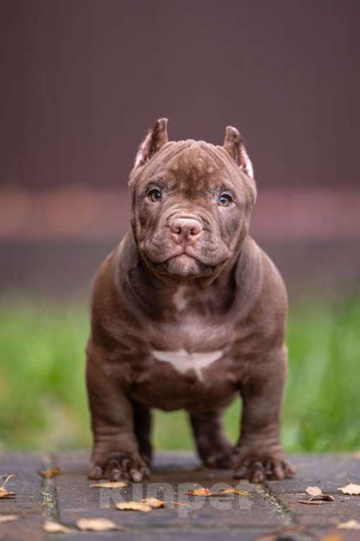 Собаки в других городах Московской области: Американский булли  Девочка, 150 000 руб. - фото 1