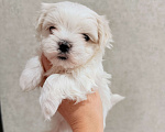 Собаки в других городах Краснодарского края: Мальтезе щенки Девочка, 60 000 руб. - фото 2