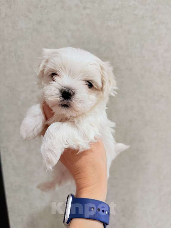 Собаки в других городах Краснодарского края: Мальтезе щенки Девочка, 60 000 руб. - фото 2