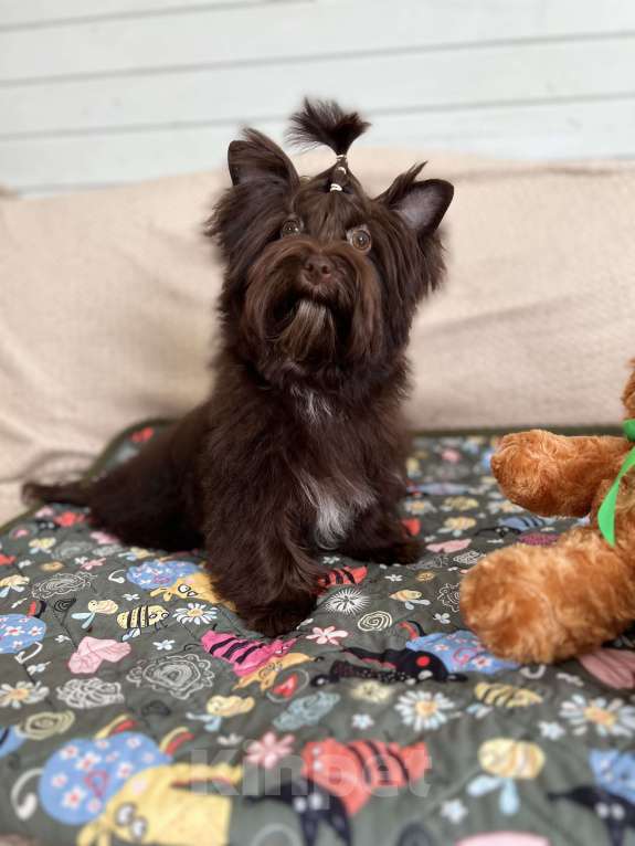 Собаки в Санкт-Петербурге: Девочка шоко йорка в любимцы Девочка, 35 000 руб. - фото 4