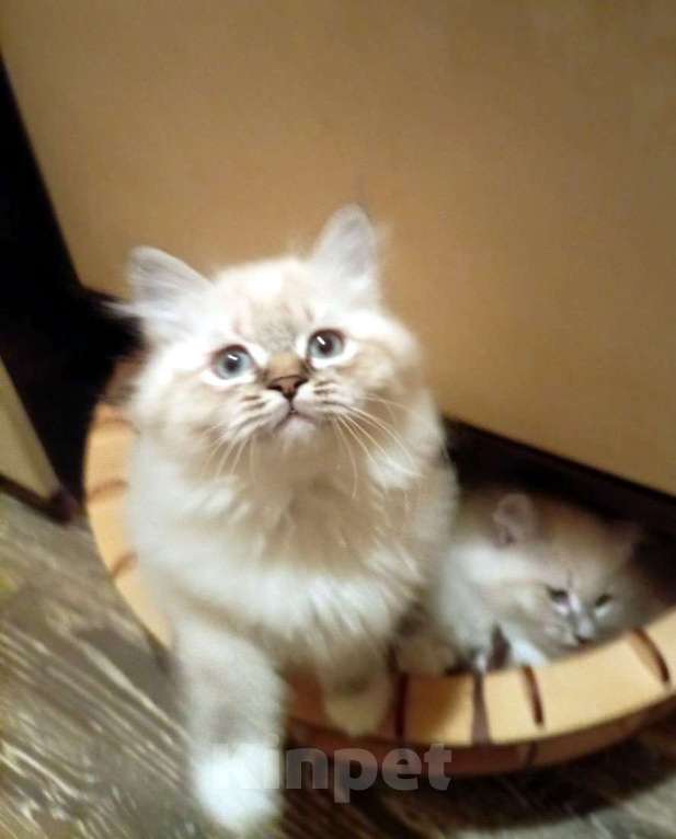 Кошки в Химках: Котята к Новому Году Мальчик, 15 000 руб. - фото 1