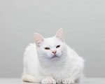 Кошки в Москве: Кошка Софья в добрые руки Девочка, Бесплатно - фото 2