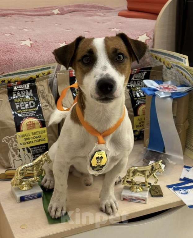 Собаки в Москве: Вязка с титулованным кобелем джек-рассел-терьер Мальчик, 35 000 руб. - фото 2