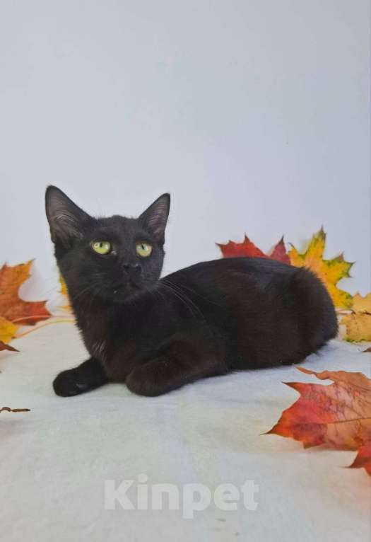 Кошки в Москве: Котёнок-подросток в добрые руки  Девочка, Бесплатно - фото 7