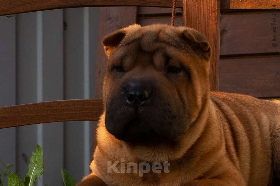 Собаки в Москве: Щенок шарпея Нэш Мальчик, 19 000 руб. - фото 4