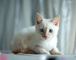 Кошки в Москве: Голубоглазый котенок Котя в добрые руки! Мальчик, 1 руб. - фото 2