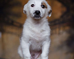 Собаки в Москве: Щенок небольшой собаки в добрые руки Мальчик, Бесплатно - фото 10